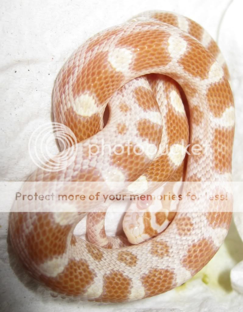 NE England Various Corn Snake Hatchlings York Reptile Forums